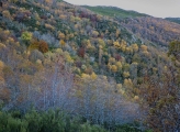 FSC-certified forests in Devesa 2, Spain